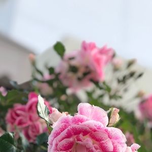 Meet your Posher, Gila